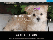 Tablet Screenshot of morkiepuppies.com